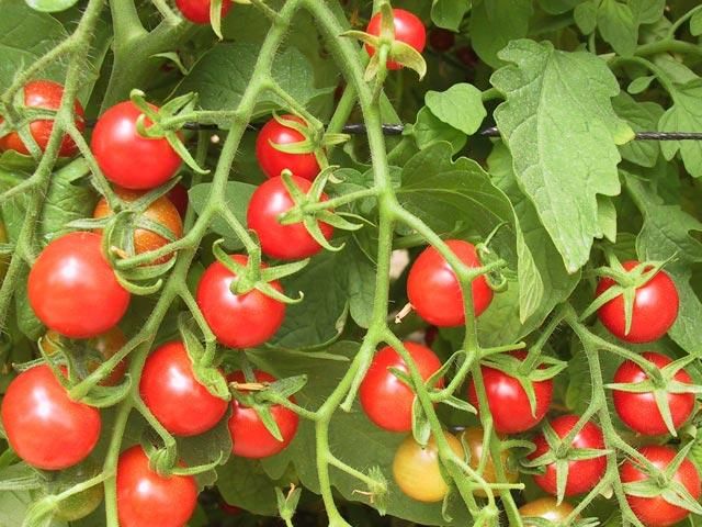 有機種子 チェリートマト＜0.25ml・約90粒＞春・夏蒔き - アース