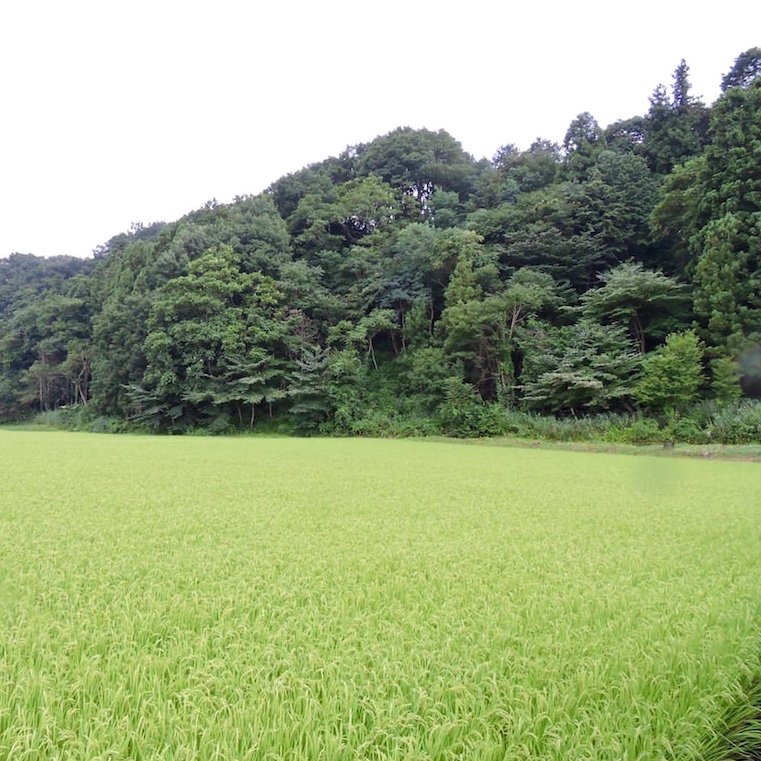 【12月限定】コシヒカリ100% 30Kg 新米 玄米 送料込