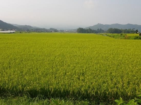 減農薬米 玄米 5キロ 2024年産 - TiA☆Tree 果樹園 減農薬米 玄米 5キロ 2024年産 - TiA☆Tree 果樹園