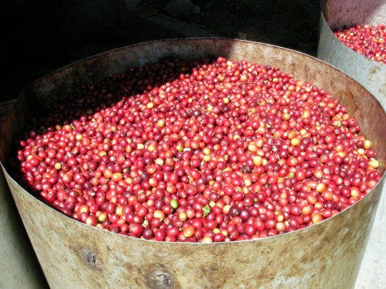 コーヒー生豆 東ティモール コカマウ組合 1kg  農薬不使用