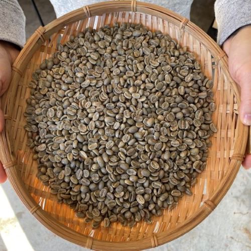 ＜7/1~新価格＞コーヒー生豆 東ティモール コカマウ組合 5kg  農薬不使用 