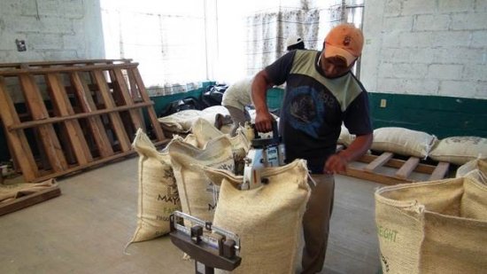 コーヒー生豆 メキシコ マヤビニック 10kg (2021-2022年新豆) 農薬不使用