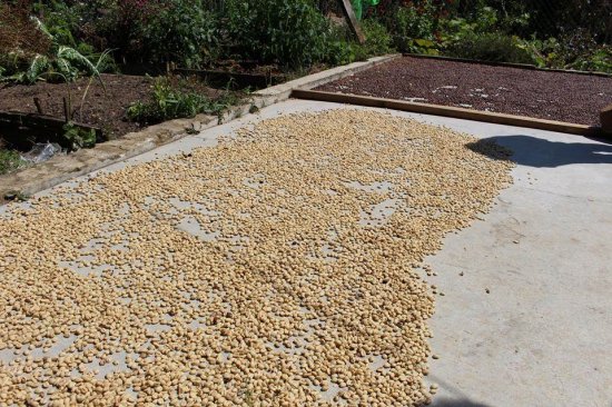 コーヒー生豆 メキシコ マヤビニック 10kg (2021-2022年新豆) 農薬不使用