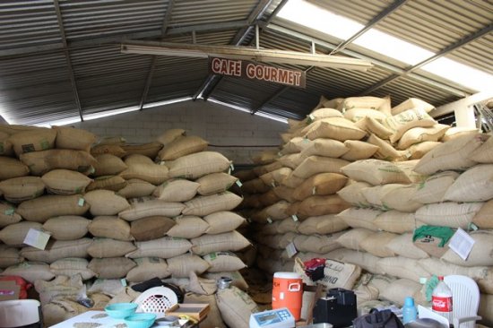 コーヒー生豆 メキシコ セスマッチ トランジション 1kg (2021-2022年新豆) 農薬不使用