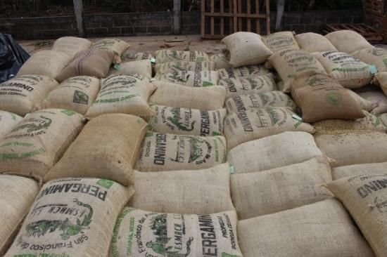 コーヒー生豆 メキシコ セスマッチ ハルテナンゴ 5kg 農薬不使用 コーヒー生豆 メキシコ セスマッチ ハルテナンゴ 5kg 農薬不使用