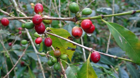 フェアトレード カフェインレス コーヒー (デカフェ) 生豆 メキシコ マヤビニック 10kg 農薬不使用 - オーガニックコーヒー  フェアトレードコーヒー 生豆 卸・通販の まだゆめのつづき