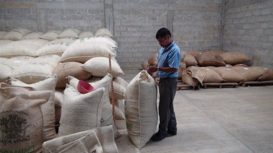 カフェインレス コーヒー (デカフェ) 生豆 メキシコ マヤビニック 15kg 農薬不使用