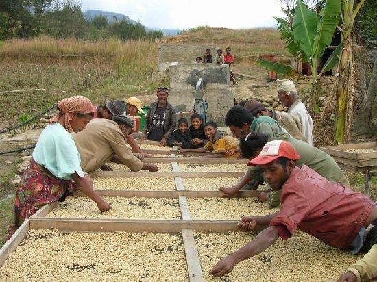  ڸѡۡ2025ǯƦ ҡƦ ƥ⡼ ޥȹ ȥץߥ 30kg ͭJASǧ (1 1,813)Ŀ𡦸Ŀ̾ιԲ