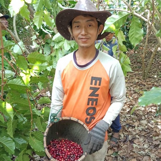 コーヒー生豆 ラオス SAMURAI ティピカ 1kg 農薬不使用