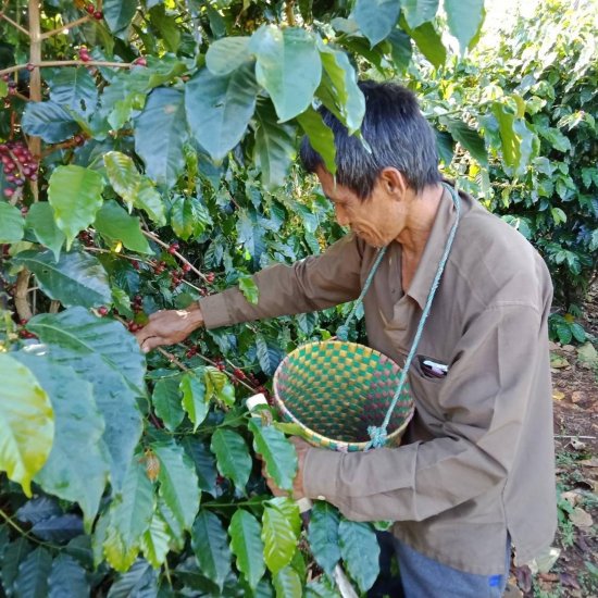 〈2024年2月末にて販売終了〉 コーヒー生豆 ラオス SAMURAI ティピカ 1kg 農薬不使用 スクリーン15サイズ