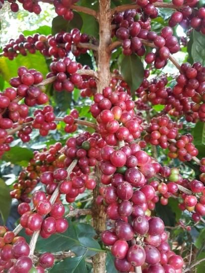 農薬不使用コーヒー 有機栽培コーヒー オーガニックコーヒー