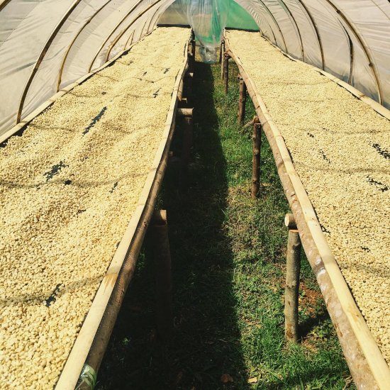 〈2024年2月末にて販売終了〉 コーヒー生豆 ラオス SAMURAI ティピカ 1kg 農薬不使用 スクリーン15サイズ