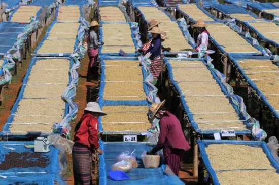 【2021年新豆入荷】農薬不使用 コーヒー生豆 ミャンマー ジーニアス レッドハニー 1kg