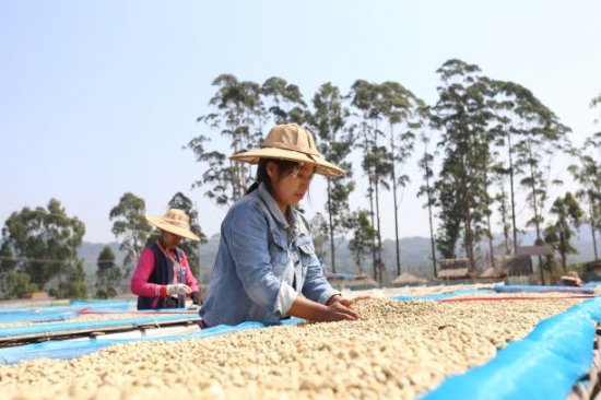 コーヒー生豆 ミャンマー ジーニアス レッドハニー 1kg 農薬不使用 