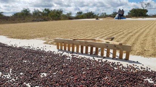 〈新豆・希少〉マイクロロット スペシャルティコーヒー生豆 フィンカ・ドン・ラファ ゲイシャ ナチュラル(2021-2022年)5kg 農薬不使用