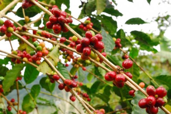 マイクロロット スペシャルティコーヒー生豆 フィンカ・ドン・ラファ パチェ ウォッシュト(2021-2022年)1kg 農薬不使用