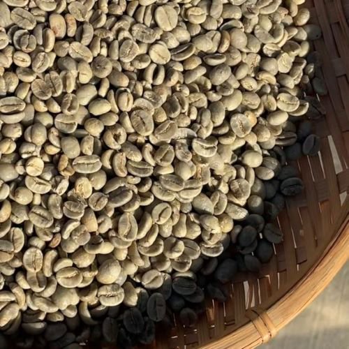 マイクロロット スペシャルティコーヒー生豆 フィンカ・ドン・ラファ パチェ ウォッシュト (2021-2022年)5kg 農薬不使用