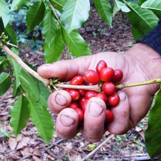 ＜定期便利用者専用＞農薬不使用 フェアトレードコーヒー｜ペルー カフェオルキデア  200g（豆）