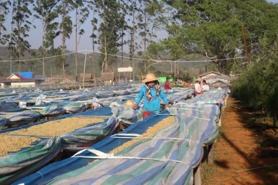 ミャンマー コーヒー生豆 | 農薬不使用 - オーガニックコーヒー フェア