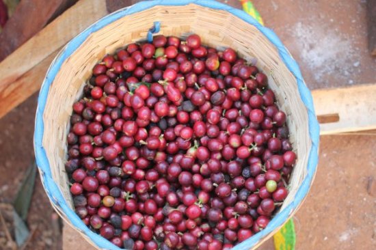 農薬不使用 コーヒー生豆 ミャンマー ジーニアス レッドハニー (USDA認証豆) 10kg