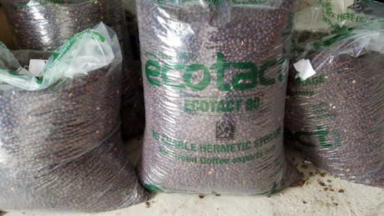 〈販売終了〉 マイクロロット・スペシャルティコーヒー 生豆 フィンカ・ドン・ラファ パチェ種 嫌気性発酵 5kg 農薬不使用