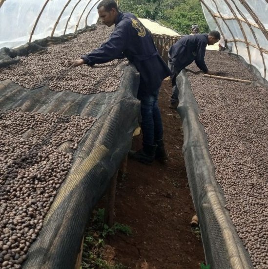 【販売終了】★農薬不使用 コーヒー生豆★ エチオピア イルガチェフェ ナチュラルG1 （コケ村）5kg