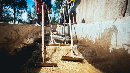 【残りわずか】 コーヒー生豆 エチオピア イルガチェフェ G1 ウォッシュト(イディド地区)1kg 農薬不使用 
