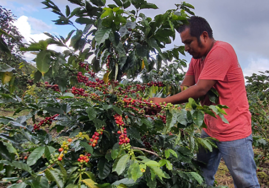 <img class='new_mark_img1' src='https://img.shop-pro.jp/img/new/icons14.gif' style='border:none;display:inline;margin:0px;padding:0px;width:auto;' />ҿƦӥޥå ڥƥҡƦ ե󥫡ɥ󡦥ե  ʥӥå ʥ (2024-2025ǯ) 1kg Ի