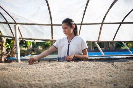＜残りわずか＞コーヒー生豆 タイ チェンマイ クンヤ村のレイジーマンコーヒー マイクロロット 1kg 農薬不使用 