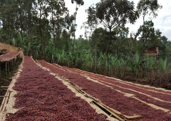 〈期間限定価格〉コーヒー生豆 エチオピア イルガチェフェ ナチュラル (ハルスケ村)1kg 農薬不使用