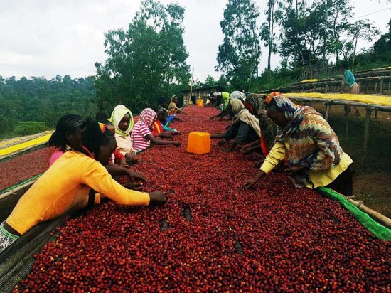 エチオピア イルガチェフェ ナチュラルG1 コーヒー生豆 (ハルスケ村) 5kg 農薬不使用