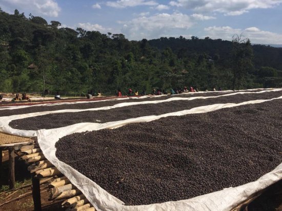 エチオピア イルガチェフェ ナチュラルG1 コーヒー生豆 (ハルスケ村) 5kg 農薬不使用