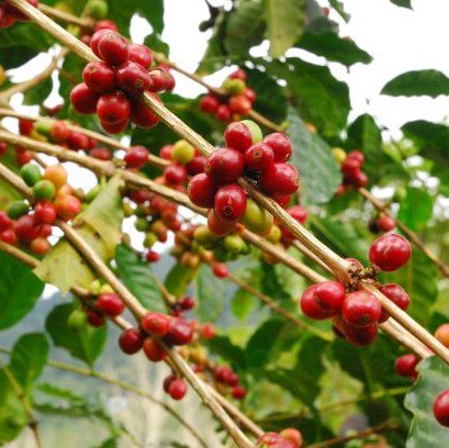 〈残りわずか〉マイクロロット スペシャルティコーヒー生豆 フィンカ・ドン・ラファ ゲイシャ ウォッシュト (2021-2022年)1kg 農薬不使用