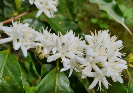 <img class='new_mark_img1' src='https://img.shop-pro.jp/img/new/icons14.gif' style='border:none;display:inline;margin:0px;padding:0px;width:auto;' />ҿƦ ޥå ڥƥҡƦ ե󥫡ɥ󡦥ե  å (2024-2025ǯ) 1kg Ի