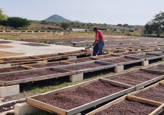 <img class='new_mark_img1' src='https://img.shop-pro.jp/img/new/icons14.gif' style='border:none;display:inline;margin:0px;padding:0px;width:auto;' />ҿƦ ޥå ڥƥҡƦ ե󥫡ɥ󡦥ե  å (2024-2025ǯ) 5kg Ի (1 4,007)