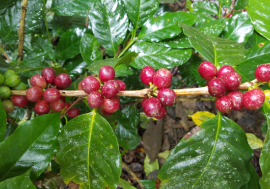 <img class='new_mark_img1' src='https://img.shop-pro.jp/img/new/icons14.gif' style='border:none;display:inline;margin:0px;padding:0px;width:auto;' />ҿƦ ޥå ڥƥҡƦ ե󥫡ɥ󡦥ե  å (2024-2025ǯ) 5kg Ի (1 4,007)