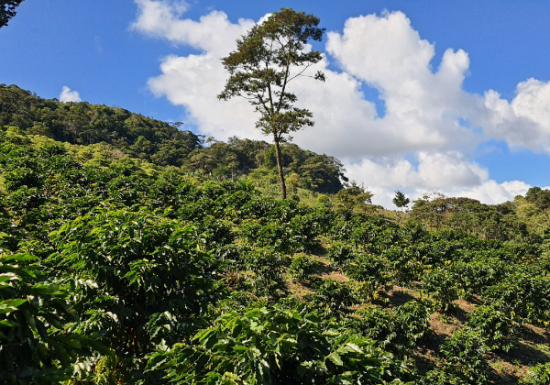 <img class='new_mark_img1' src='https://img.shop-pro.jp/img/new/icons14.gif' style='border:none;display:inline;margin:0px;padding:0px;width:auto;' />ҿƦ ޥå ڥƥҡƦ ե󥫡ɥ󡦥ե  å (2024-2025ǯ) 10kg Ի (12,427)