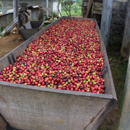〈販売終了〉マイクロロット スペシャルティコーヒー生豆 フィンカ・ドン・ラファ ゲイシャ レッドハニー(2021-2022年) 10kg 農薬不使用