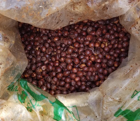 〈販売終了〉マイクロロット スペシャルティコーヒー生豆 フィンカ・ドン・ラファ ゲイシャ レッドハニー(2021-2022年) 10kg 農薬不使用