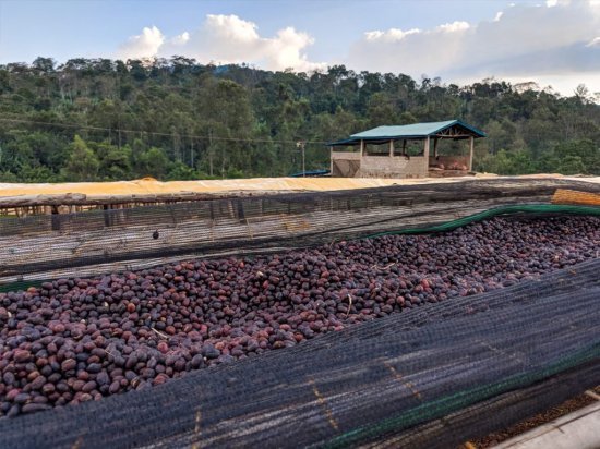 コーヒー生豆 エチオピア イルガチェフェ ナチュラルG1(アリーチャ WS) 10kg 農薬不使用 