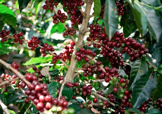 コーヒー生豆 ペルー サンイグナシオ ピーベリー5kg 農薬不使用　