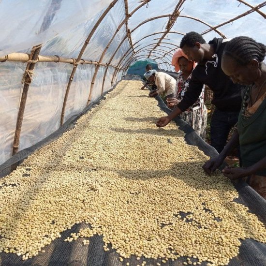 コーヒー生豆 エチオピア イルガチェフェ G1 ウォッシュト(ゲルセイ村)1kg 農薬不使用 