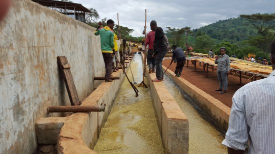 コーヒー生豆 エチオピア イルガチェフェ G1 ウォッシュト(ゲルセイ村)10kg 農薬不使用 
