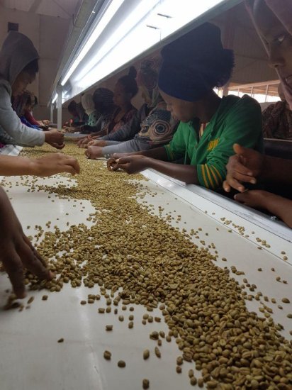 コーヒー生豆 エチオピア イルガチェフェ G1 ウォッシュト(ゲルセイ村)10kg 農薬不使用 