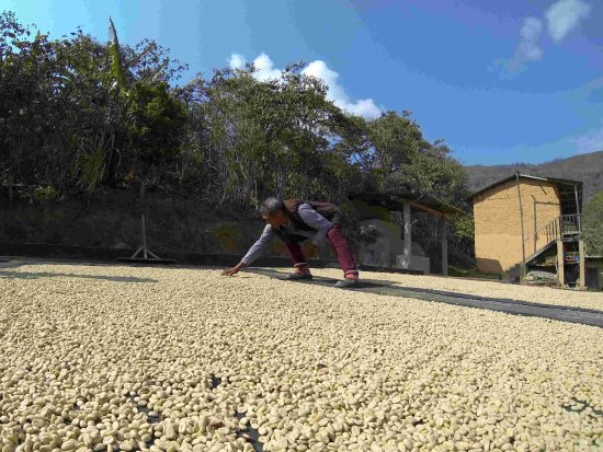 〈希少 新豆〉 マイクロロット スペシャルティコーヒー生豆 ペルー クスコ TUNKIMAYU (トゥンキマユ) 1kg ダブル発酵 農薬不使用