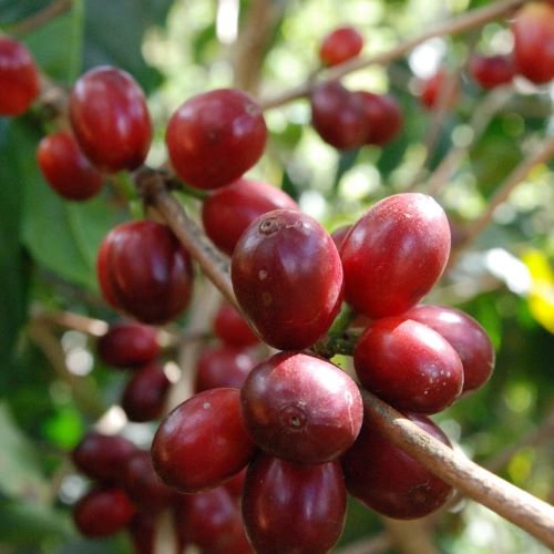 早期購入価格】 コーヒー生豆 メキシコ トゥリウンフォ・ベルデ