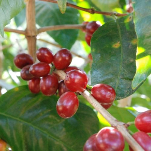 生産処理Feコーヒー生豆 30kg Brazil Boa Esperanca