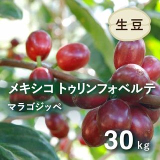 コーヒー生豆 メキシコ  トゥリウンフォ・ベルデ マラゴジッペ 30kg (2022-2023年新豆) 農薬不使用 1箱(バキュームパック) (1キロあたり2,231円)