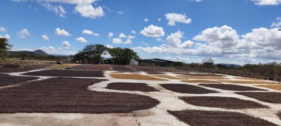 マイクロロット スペシャルティコーヒー生豆 フィンカ・ドン・ラファ ミックスフルーツ ナチュラル (2022-2023年)1kg 農薬不使用