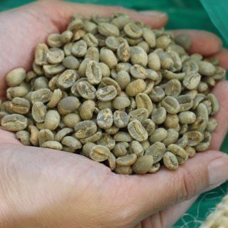 【旧クロップでお得】 コーヒー生豆 メキシコ セスマッチ トランジション 5kg (2021-2022) 農薬不使用
